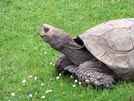 Giant Tortoise i